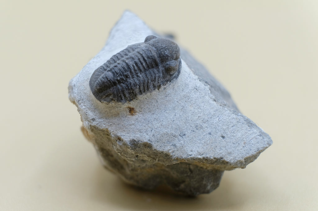 Trilobite (Gerastos Tuberculatus)