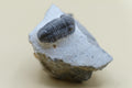 Trilobite (Gerastos Tuberculatus)