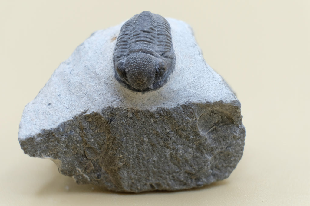 Trilobite (Gerastos Tuberculatus)