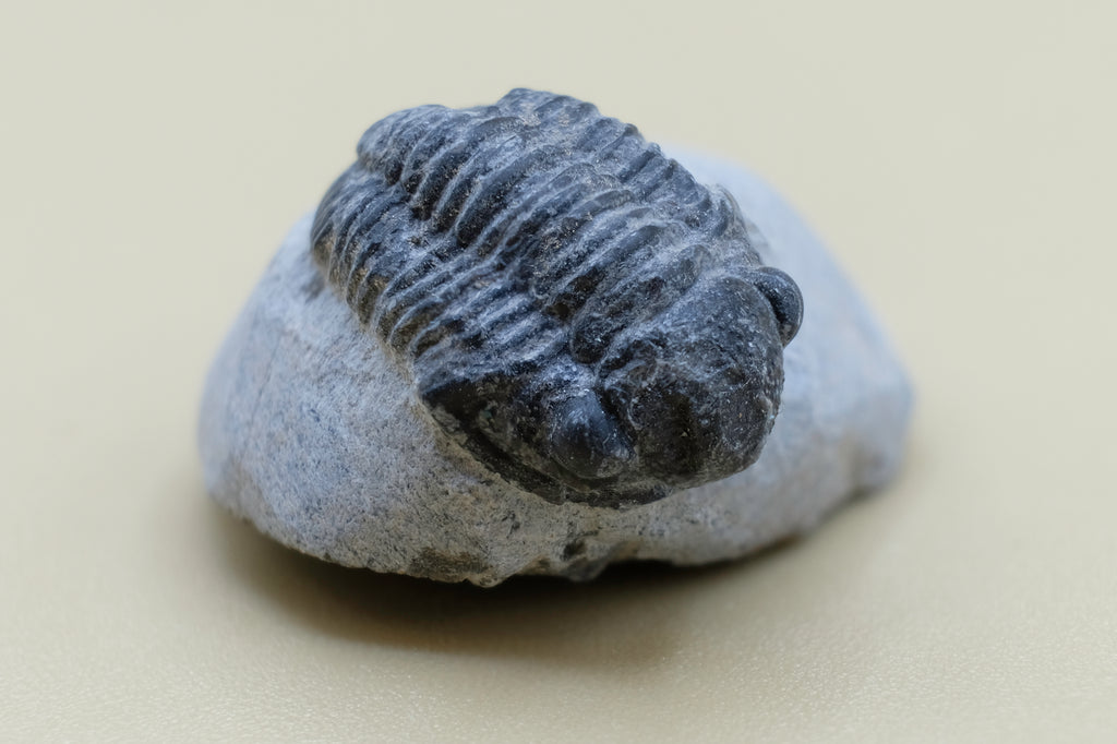 Trilobite (Gerastos Tuberculatus)