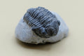 Trilobite (Gerastos Tuberculatus)
