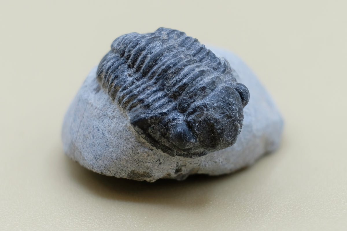 Trilobite (Gerastos Tuberculatus)