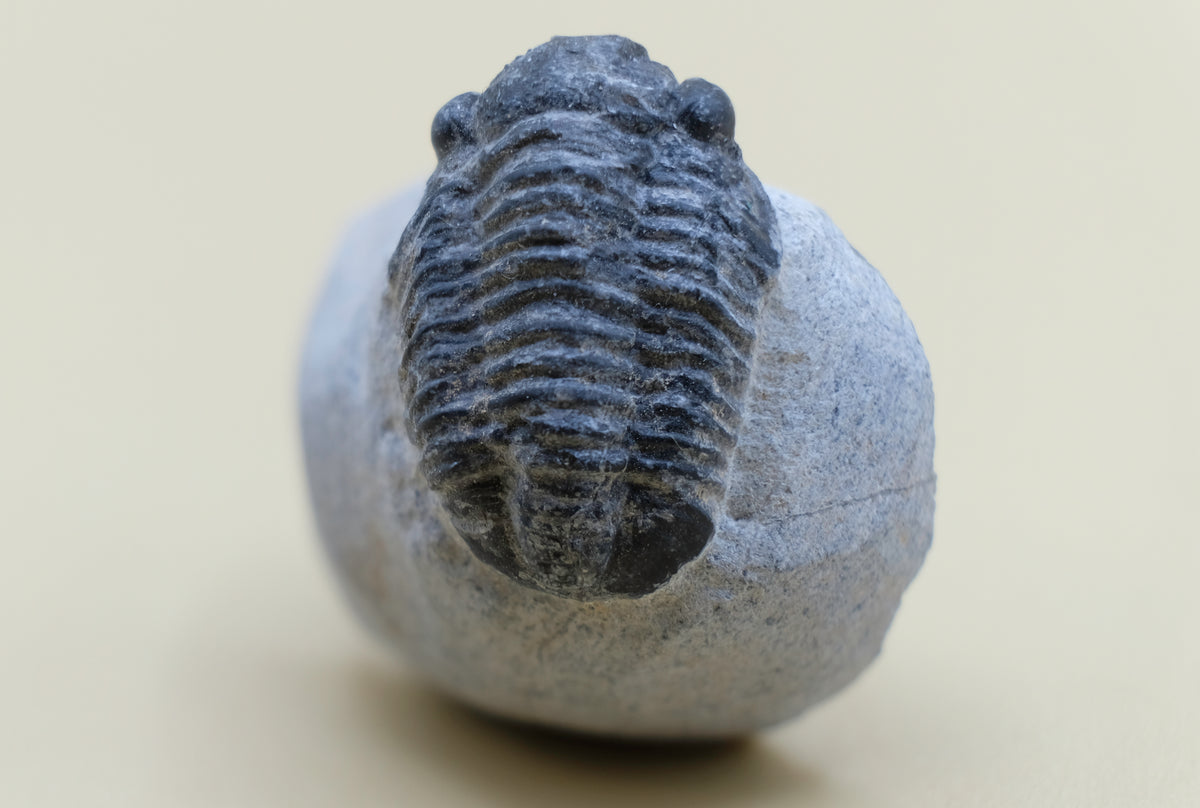 Trilobite (Gerastos Tuberculatus)