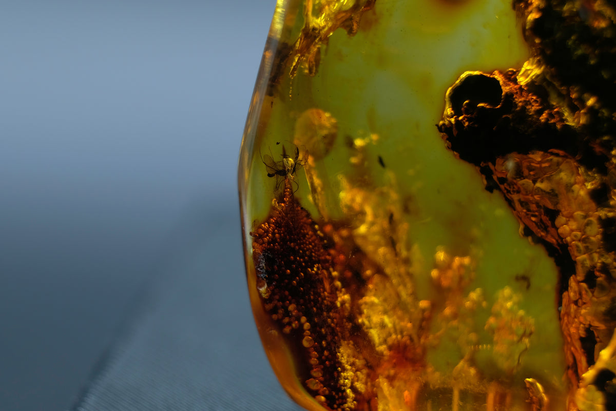 Amber with Fossil Insects