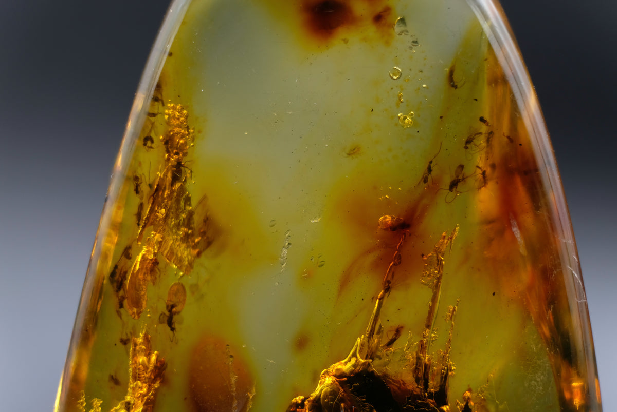 Amber with Fossil Insects