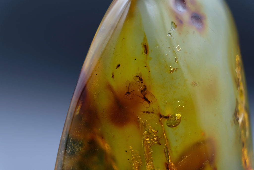 Amber with Fossil Insects