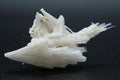 Scolecite
